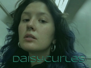 Daisycurles