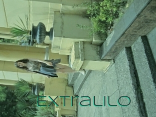 Extralilo